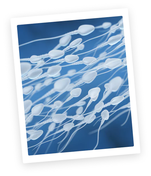 Simultaneously, a sperm sample is retrieved, symbolizing the other half of this equation of life.